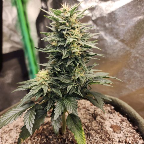 Marceline growlog timeline photo
