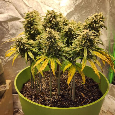 Yoko growlog timeline photo