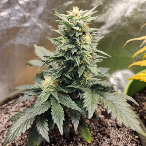 Marceline growlog timeline photo