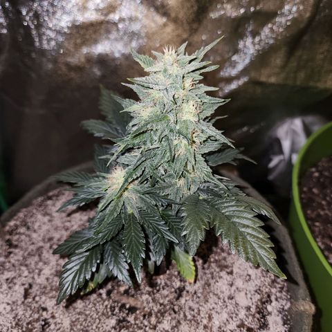 Marceline growlog timeline photo