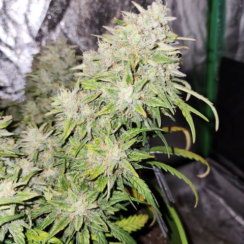 Yoko growlog timeline photo