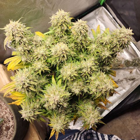 Yoko growlog timeline photo