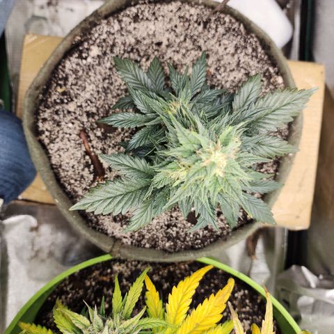 Marceline growlog timeline photo