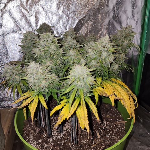 Yoko growlog timeline photo