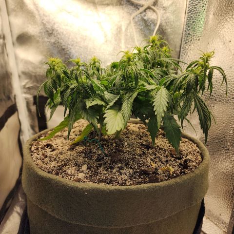 Cassiopeia growlog timeline photo