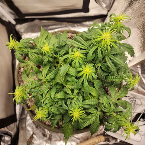 Cassiopeia growlog timeline photo