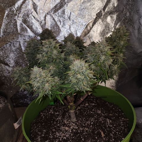 Yoko growlog timeline photo