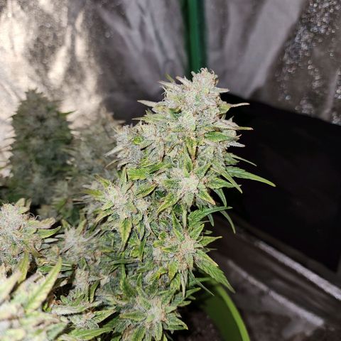 Yoko growlog timeline photo
