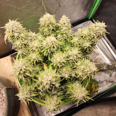 Yoko growlog timeline photo