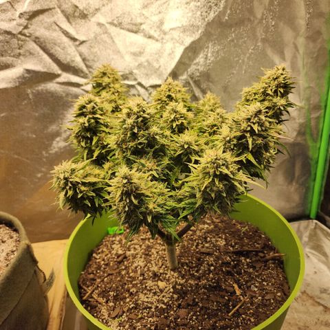 Yoko growlog timeline photo