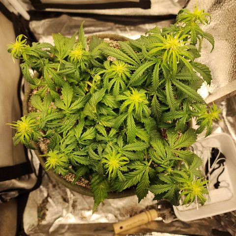 Cassiopeia growlog timeline photo