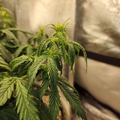 Cassiopeia growlog timeline photo