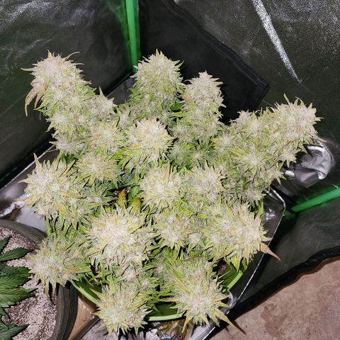 Yoko growlog photo: The final day