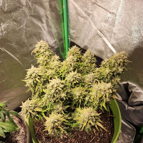 Yoko growlog photo: The final day