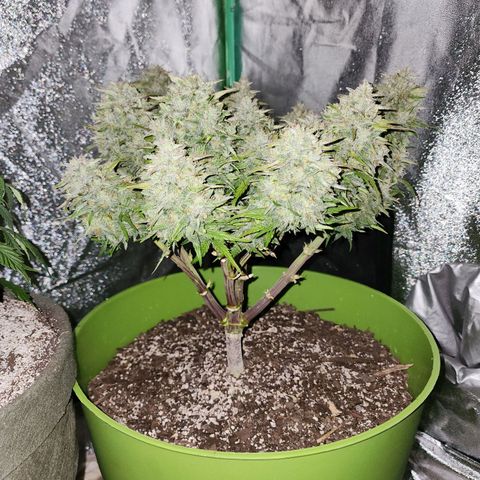 Yoko growlog photo: The final day