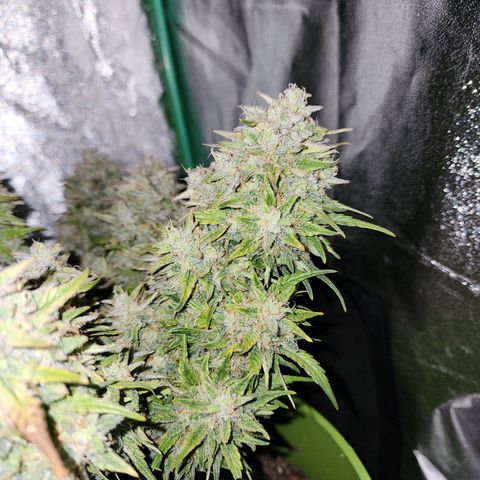 Yoko growlog photo: The final day