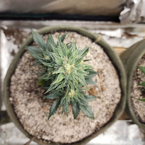 Marceline growlog timeline photo