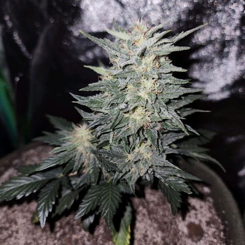 Marceline growlog timeline photo