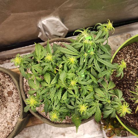 Cassiopeia growlog timeline photo