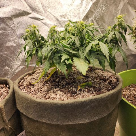 Cassiopeia growlog timeline photo