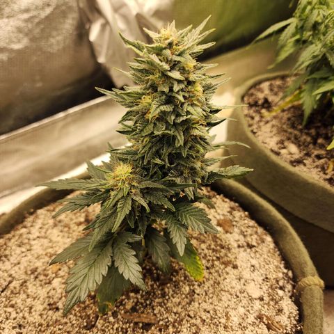 Marceline growlog timeline photo