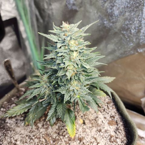 Marceline growlog timeline photo