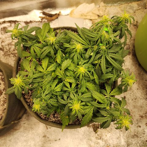 Cassiopeia growlog timeline photo