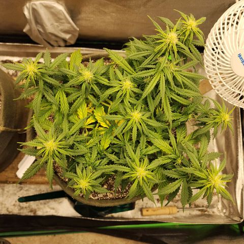 Cassiopeia growlog timeline photo