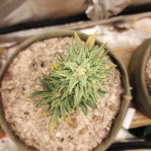 Marceline growlog timeline photo