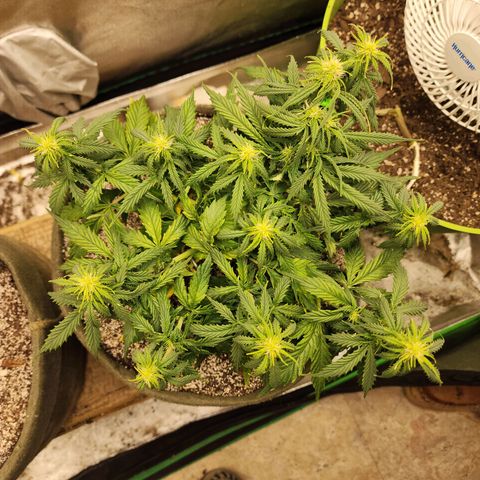 Cassiopeia growlog timeline photo