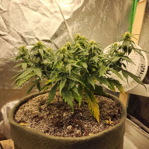 Cassiopeia growlog timeline photo