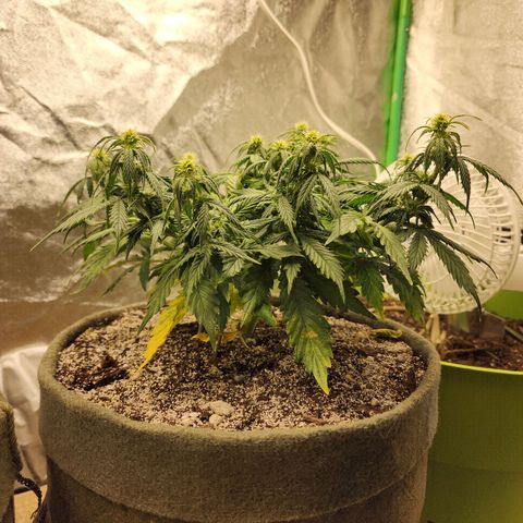 Cassiopeia growlog timeline photo