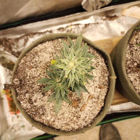 Marceline growlog timeline photo