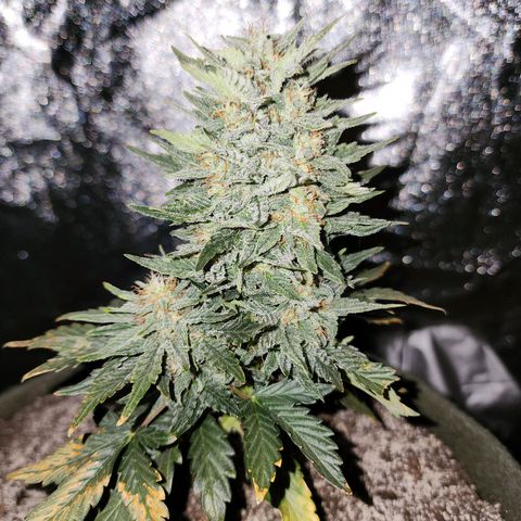 Marceline growlog timeline photo