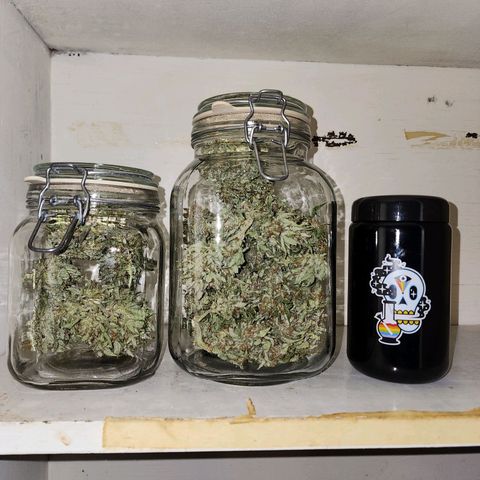 Yoko growlog photo: Cure start!