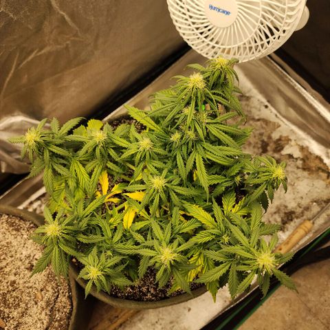 Cassiopeia growlog timeline photo