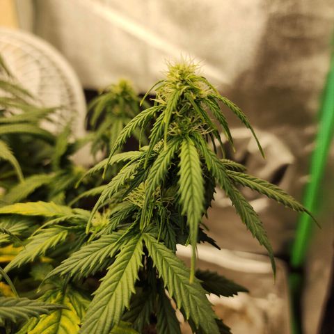 Cassiopeia growlog timeline photo