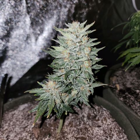 Marceline growlog timeline photo