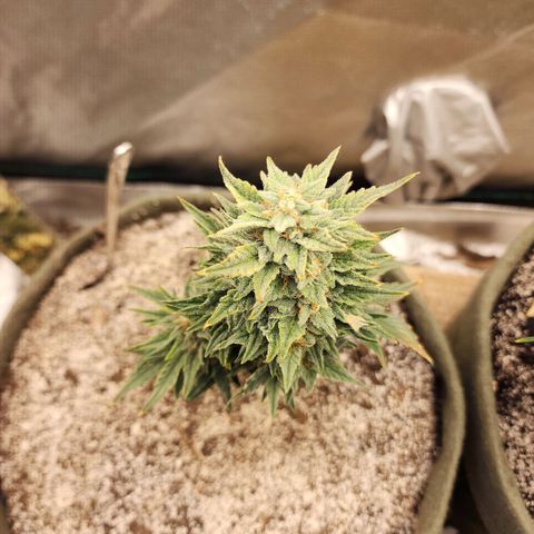 Marceline growlog timeline photo