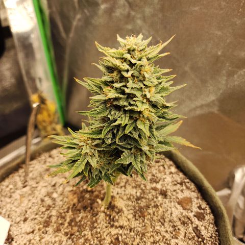 Marceline growlog timeline photo