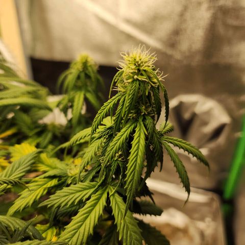 Cassiopeia growlog timeline photo