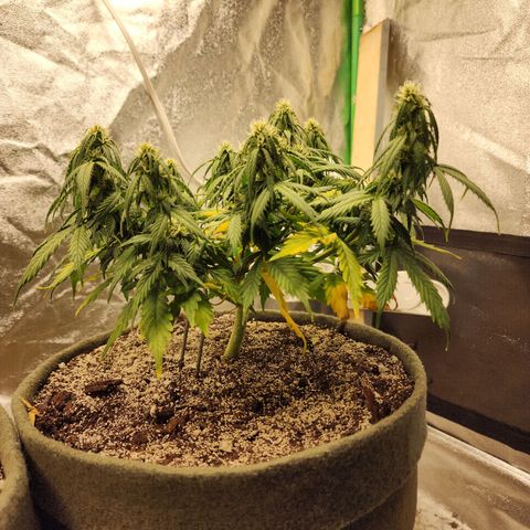 Cassiopeia growlog timeline photo