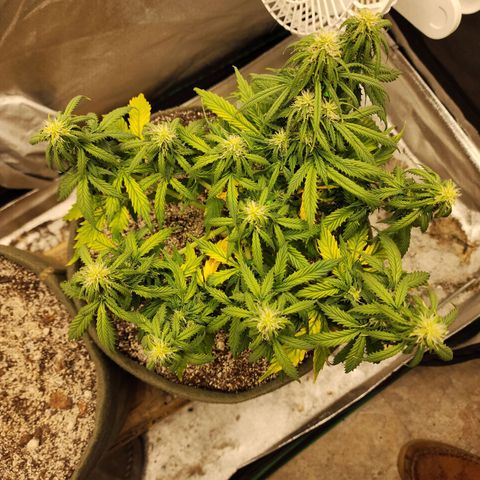 Cassiopeia growlog timeline photo