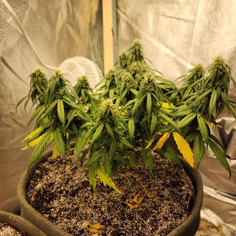 Cassiopeia growlog timeline photo