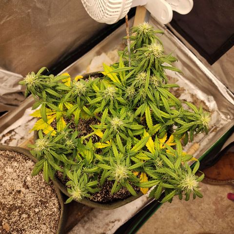 Cassiopeia growlog timeline photo
