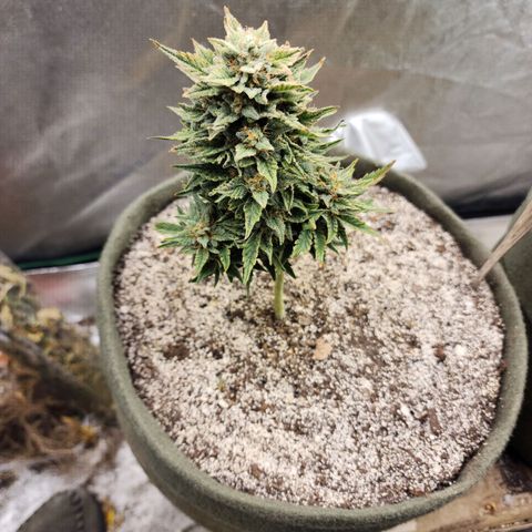 Marceline growlog timeline photo