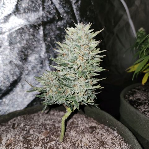 Marceline growlog timeline photo