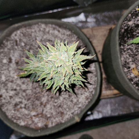 Marceline growlog timeline photo