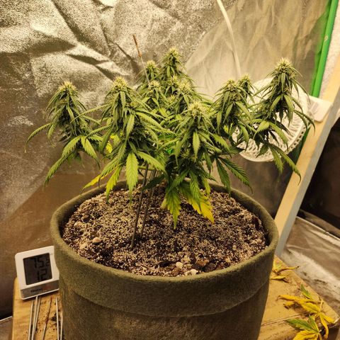 Cassiopeia growlog timeline photo