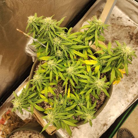 Cassiopeia growlog timeline photo